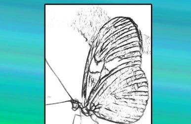 Sketch Effects: Butterflies Volume 2: Coloring Book for Adults